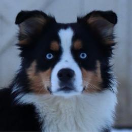 Mae - Miniature Australian Shepherd