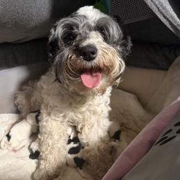 Sophie - Miniature Schnauzer