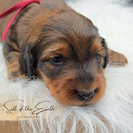 Maroon Collar ON HOLD - Red female Dachshund puppy in Zebulon, North Carolina from Salt of the Earth Dachshunds