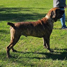Caine - Brindle male Boerboel puppy in Pattison, Texas from Sure Bet Kennels
