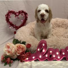 Clumber Spaniel Puppies from Lemontree Clumbers