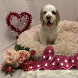 Clumber Spaniel Puppies from Lemontree Clumbers