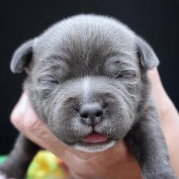 Cap'n Crunch - Staffordshire Bull Terrier puppy from Wild Blue Staffords