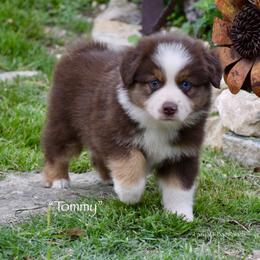 Tommy - Red tri male Miniature Australian Shepherd puppy in Evant, Texas from Lazy VT Bar Ranch