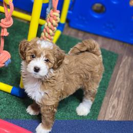 Bernedoodle puppies from Austin Doodles & Poodles