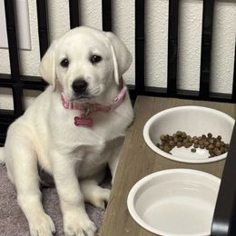 Labrador Retriever Puppies from Serenity Labradors