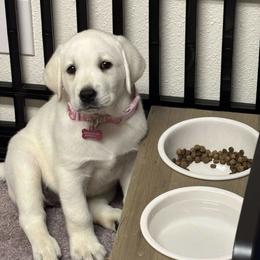 Labrador Retriever Puppies from Serenity Labradors