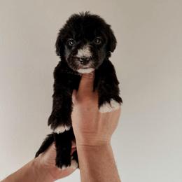 Nina. - Black and white female Sheepadoodle puppy in Wabash, Indiana from DOODCompany