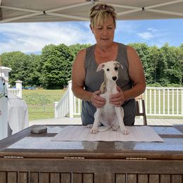 Whippet Puppies from Haven Whippets