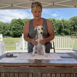 Whippet Puppies from Haven Whippets