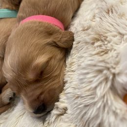 Golden Retriever Puppies from Tradershire Goldens