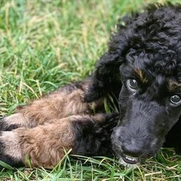Poodles from Nana’s North Texas Poodles