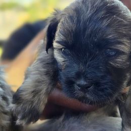 Mal-Shi Puppies from Gemstone Exclusive Pups of Florida