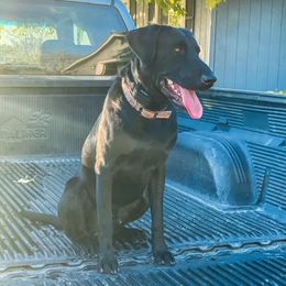 Porter - Labrador Retriever