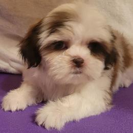Malina - Red and white female Shih Tzu puppy in Parma, Ohio from D's DeVine Shih-Tzu