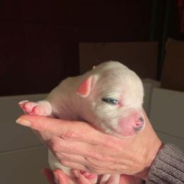 Girl 1 - White female American Bulldog puppy in La Porte, Indiana from Slayton's American Bulldogs