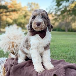 Java - Merle male Goldendoodle puppy in Ooltewah, Tennessee from Allison Family Doodles