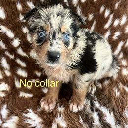 No collar - Blue merle female Australian Shepherd puppy in Jesup, Georgia from Painted Platinum Kennel Golden Retrievers & Australian Shepherds