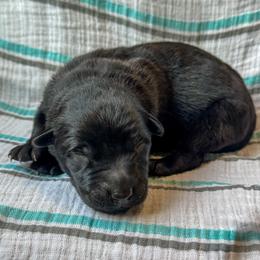 Carlotta (Tan) - Gold brindle female Dutch Shepherd puppy in Slippery Rock, Pennsylvania from Pytka Performance K9