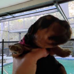 Mrs.  Pink - Black and tan female Airedale Terrier puppy in Trinity, Florida from Black Opal