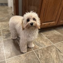 Cavapoo All Grown Up from R and H Doodles