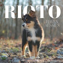 RIOTO - Black tri-color Australian Shepherd puppy in Mountain View, Missouri from Haven Aussies