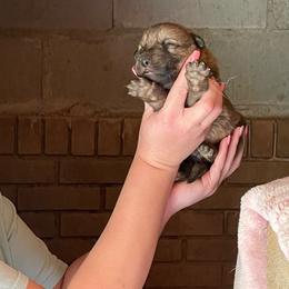 Boy 7 - Sable male German Shepherd puppy in Greenwood, South Carolina from Malone’s Palmetto Puppies