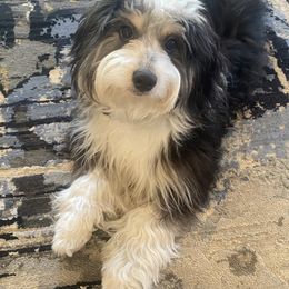 Aussiedoodle Puppies from Sassy Pants Pups