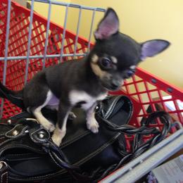 Chihuahua Puppies from Chilove Chihuahuas