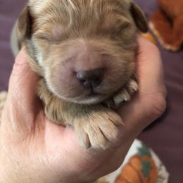 Goldendoodle Puppies from J’s Goldendoodles