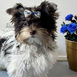 Malachi - Chocolate tan and white male Biewer Terrier puppy in Oklahoma from Rocky Oak Cavaliers & Biewer Terriers LLC