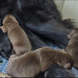 Brown Newfoundland Male 2 - Brown male Newfoundland puppy in Burfordville, Missouri from Umfleet Farms