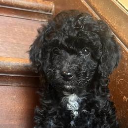 Michael - male Aussiedoodle puppy in Utica, Ohio from Poodle Me Crazy