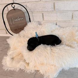 Bonnie - Black female Labradoodle puppy in Bryantown, Maryland from Doodles on Duty