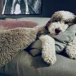 Goldendoodle, Poodle, and Sheepadoodle All Grown Up from Brewer's Goldendoodles & Sheepadoodles