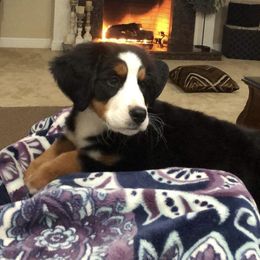 Bernese Mountain Dog Puppies from Stone Hill Farm