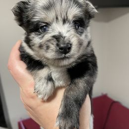 Pomsky Puppies from Michelle's Pomskies