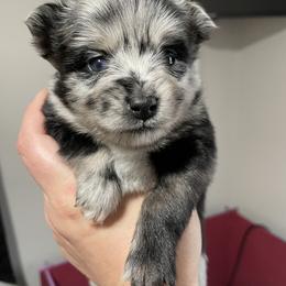 Pomsky Puppies from Michelle's Pomskies