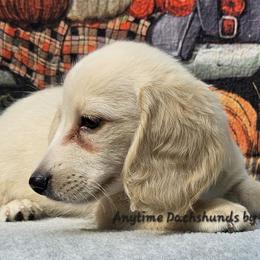 Brody (3200) - Cream male Dachshund puppy in Ovett, Mississippi from Anytime Dachshunds by D.B.