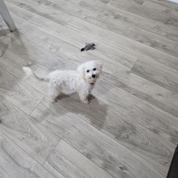 Zoe - White female Bichon Frise puppy in Selma, North Carolina from Havenkennels