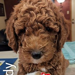 Woody - Green Collar - Red  male Goldendoodle puppy in Citrus Heights, California from Grandpaw's Golden Doodles
