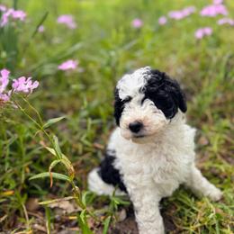 Romeo - Parti male Goldendoodle puppy in Pittsburg, Texas from Grace Springs Goldendoodles