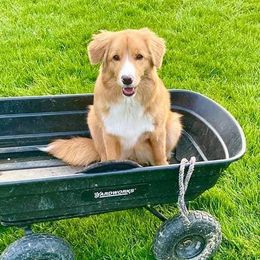 Nova Scotia Duck Tolling Retrievers from Rosecreek Tollers