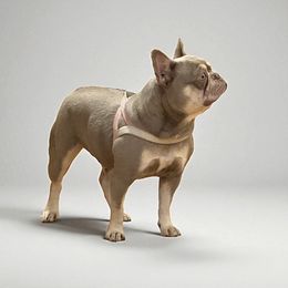 Karol - French Bulldog
