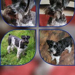 Zip - Salt and pepper male Miniature Schnauzer puppy in Ferndale, Washington from Blackhorse Schnauzers Washington state