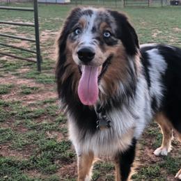 Australian Shepherds from Barn Raised Aussies