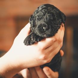 Kratos - Phantom male Goldendoodle puppy in Portsmouth, Virginia from Hopping Howlers Ranch
