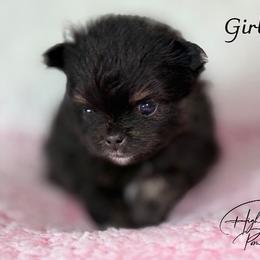 Girl 3 - Black female Pomeranian puppy in Fort Jones, California from High Rocking Pom Poms