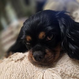 Lula - Cavalier King Charles Spaniel