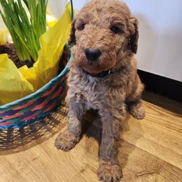 Black collar (Barley) - Red  male Poodle puppy in Stephentown, New York from Creme de la Poodle, standard poodles